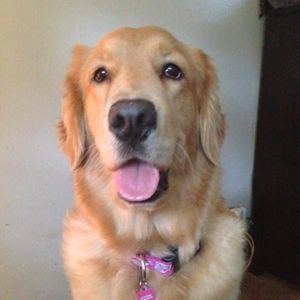 Meet your Posher, Carol